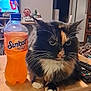 Peaches is registered to the contest to win money with this photo: beverage, cat, couch_blanket, cozy, decor, fur, furniture, indoor, living_room, paws, pet, portrait, remote_control, shelf, soda_bottle, sunkist, television, tortoiseshell_cat, whiskers, wooden_table