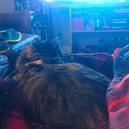 Peaches is registered to the contest to win money with this photo: backlit, blanket, cat, chair, collar, couch, cozy, dvd_collection, fur, furniture, home, indoor, living_room, overexposed, pet, plaid, relaxing, shelf, sleeping, television