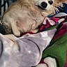 dog, small_dog, fluffy, blanket, hand, bunny_ears, indoor, resting, cute, pet, fur, playful, colorful_blanket, cozy, animal, companion, relaxed, portrait, canine, friendly