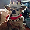 dog, small_dog, costume, crown, robe, indoor, person, hand, furniture, window, light, pet, animal, portrait, cute, funny, expression, clothing, accessory, living_room