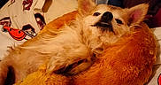Stinkyman joined the competition — help win amazing prizes! dog, small_dog, stuffed_animal, plush_toy, bed, pillow, striped_pillow, blanket, fabric, cozy, relaxed, pet, animal, indoor, cute, fur, lying_down, resting, snuggling, comfort