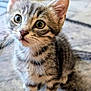 kitten, cat, tabby, pet, animal, feline, young, cute, whiskers, ears, fur, indoor, curious, closeup, portrait, small, domestic, mammal, playful, adorable