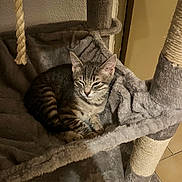 Simba participe au concours pour gagner de l'argent avec cette photo : kitten, cat, pet, sleepy, tabby, feline, cat_hammock, scratching_post, plush, cozy, indoor, animal, resting, gray, fur, paw, ears, whiskers, cute, home