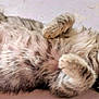 kitten, cat, tabby, fur, cute, pet, animal, lying_down, relaxed, paws, whiskers, indoor, closeup, playful, young, adorable, soft, feline, small, curious