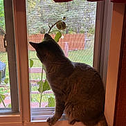 Shelby is registered to the contest to win money with this photo: cat, windowsill, window, curtain, mesh_screen, plant, indoor, pet, animal, feline, tail, back_view, curious, daylight, houseplant, wooden_frame, greenery, outside, domestic_cat, looking_out