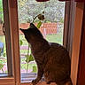 cat, windowsill, window, curtain, mesh_screen, plant, indoor, pet, animal, feline, tail, back_view, curious, daylight, houseplant, wooden_frame, greenery, outside, domestic_cat, looking_out