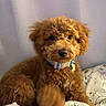 Benji joined the competition — help win amazing prizes! dog, puppy, curly_fur, brown_fur, caramel_color, pet, collar, indoors, bed, bedding, portrait, sitting, cute, adorable, floppy_ears, black_nose, dark_eyes, home, cozy, animal