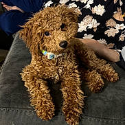 Benji joined the competition — help win amazing prizes! dog, puppy, curly_hair, brown_fur, poodle_mix, pet, collar, couch, indoor, portrait, sitting, lying_down, fluffy, adorable, companion_animal, human, floral_clothing, dark_background, home, cute