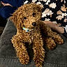 dog, puppy, curly_hair, brown_fur, poodle_mix, pet, collar, couch, indoor, portrait, sitting, lying_down, fluffy, adorable, companion_animal, human, floral_clothing, dark_background, home, cute