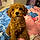 Benji