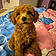 Benji