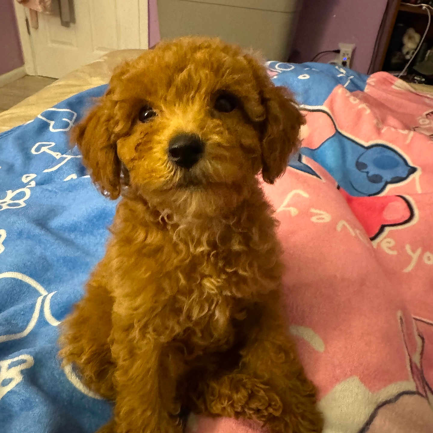 Benji