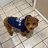 dog, puppy, curly_hair, brown_fur, small_dog, pet, animal, wearing_clothes, sweater, navy_blue, portrait, looking_at_camera, indoor, tile_floor, kitchen, hallway, home, fluffy, cute, standing