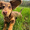 Henry is registered to the contest to win money with this photo: puppy, dog, grass, greenery, outdoor, nature, animal, running, playful, ears, brown, young, cute, canine, grass_field, daylight, closeup, pet, summer, happy