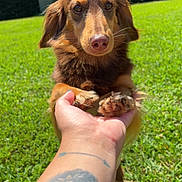 Henry joined the competition — help win amazing prizes! dog, dachshund, brown_dog, pet, grass, outdoor, sunny_day, tattoo, hand, paw, animal, nature, greenery, looking, cute, small_dog, fur, canine, daylight, holding