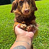 dog, dachshund, brown_dog, pet, grass, outdoor, sunny_day, tattoo, hand, paw, animal, nature, greenery, looking, cute, small_dog, fur, canine, daylight, holding