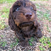 Hallie is registered to the contest to win money with this photo: puppy, dog, close_up, brown_fur, outdoor, grass, nature, cute, animal, pet, fluffy, small, young, adorable, eyes, face, snout, fur, canine, background_blur