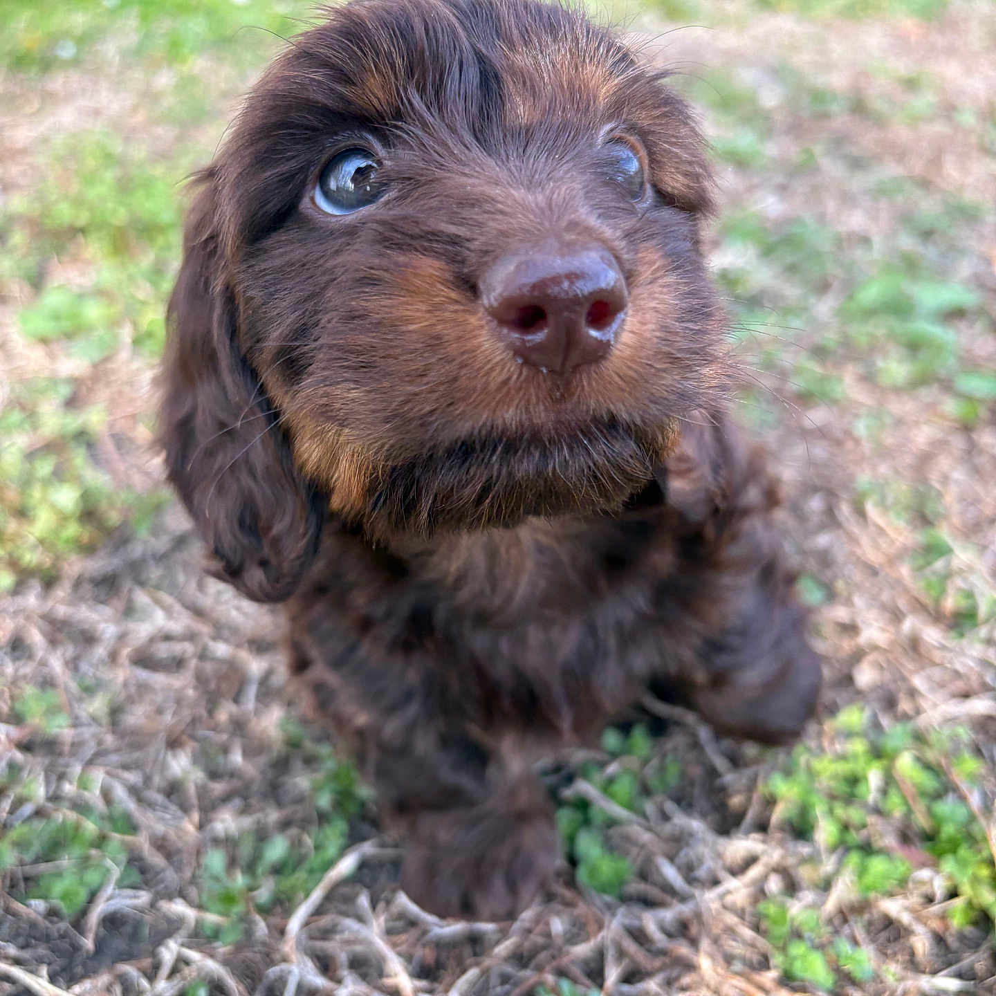 Hallie is registered to the contest to win money with this photo: puppy, dog, close_up, brown_fur, outdoor, grass, nature, cute, animal, pet, fluffy, small, young, adorable, eyes, face, snout, fur, canine, background_blur