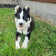 Aaliyah participe au concours pour gagner de l'argent avec cette photo : dog, grass, outdoor, animal, pet, black_and_white, heterochromia, tongue_out, relaxed, playful, canine, fur, ears, snout, nature, yard, wooden_wall, concrete_wall, daylight, mammal