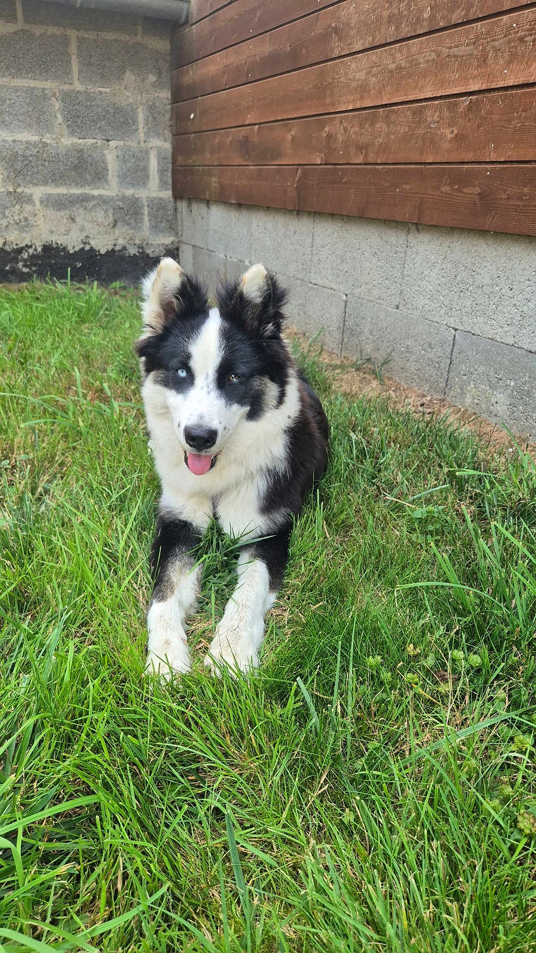 Aaliyah participe au concours pour gagner de l'argent avec cette photo : dog, grass, outdoor, animal, pet, black_and_white, heterochromia, tongue_out, relaxed, playful, canine, fur, ears, snout, nature, yard, wooden_wall, concrete_wall, daylight, mammal
