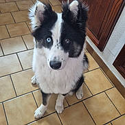 Aaliyah a rejoint le concours — aidez-le/la à gagner de superbes lots ! alert, animal, black_and_white, blue_eye, brown_eye, cabinet, canine, curious, dog, ears, floor, fur, heterochromia, indoor, kitchen, looking_up, pet, sitting, tile_floor, wooden_cabinet