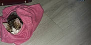 Lucky participe au concours pour gagner de l'argent avec cette photo : kitten, cat, blanket, pink, pet_carrier, scratching_pad, food_bowl, floor, wooden_floor, indoor, cozy, fur, cute, animal, small, resting, pet, domestic, comfort, wrapped