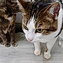 cat, tabby_cat, indoor, floor, curious, pets, whiskers, fur, animal, domestic, closeup, two_cats, brown, white, eyes, ears, paws, wooden_floor, looking, companions