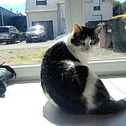Lucky participe au concours pour gagner de l'argent avec cette photo : cat, windowsill, sunlight, shadow, indoor, pet, animal, black_and_white, tail, looking_back, suburban, car, trash_bin, building, glass_door, daylight, floor, tile, domestic, curious