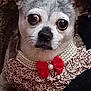 dog, small_dog, pet, animal, leopard_print, ruffled_collar, pearls, red_bow, close_up, cute, adorable, indoor, furry, face, ears, black_nose, whiskers, expression, portrait, costume
