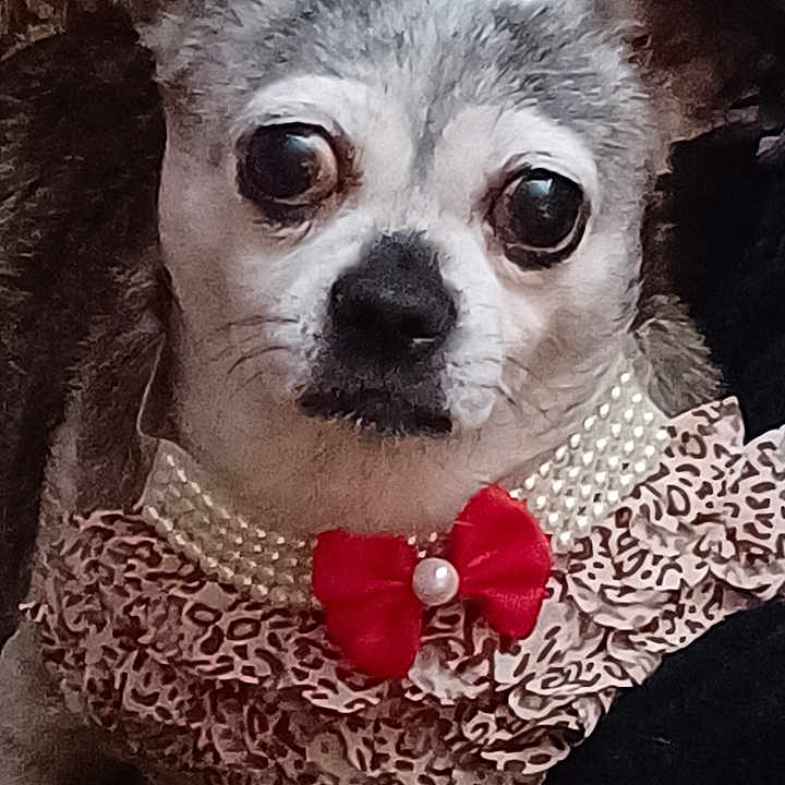 Lulu Langley joined the competition — help win amazing prizes! adorable, animal, black_nose, close_up, costume, cute, dog, ears, expression, face, furry, indoor, leopard_print, pearls, pet, portrait, red_bow, ruffled_collar, small_dog, whiskers