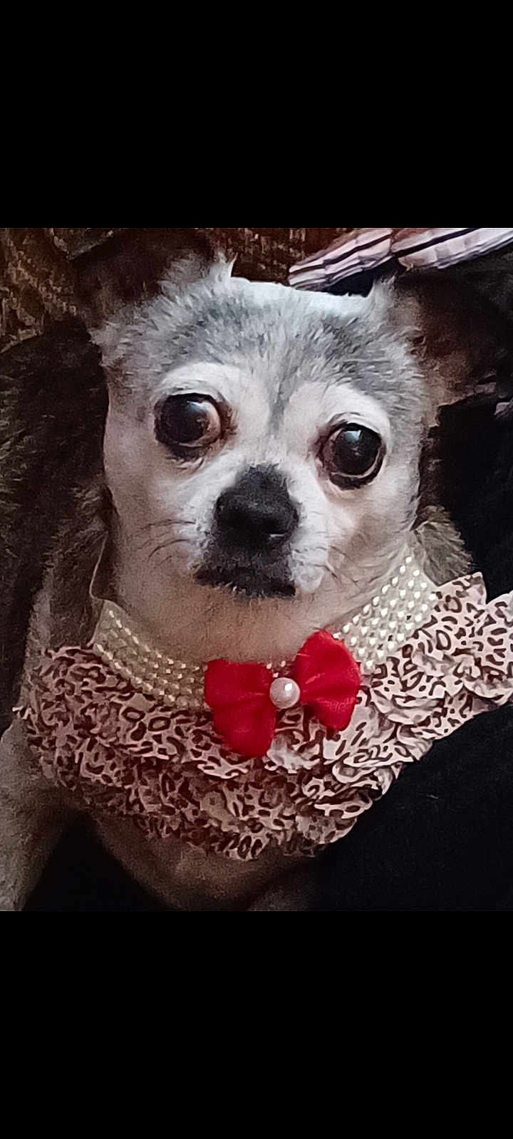 Lulu Langley joined the competition — help win amazing prizes! dog, small_dog, pet, animal, leopard_print, ruffled_collar, pearls, red_bow, close_up, cute, adorable, indoor, furry, face, ears, black_nose, whiskers, expression, portrait, costume