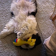 Appy participe au concours pour gagner de l'argent avec cette photo : animal, carpet, cheerful, colorful, cute, dog, domestic, fluffy, fun, fur, home, indoor, lying_down, mammal, nose, paw, pet, playful, relaxed, toy