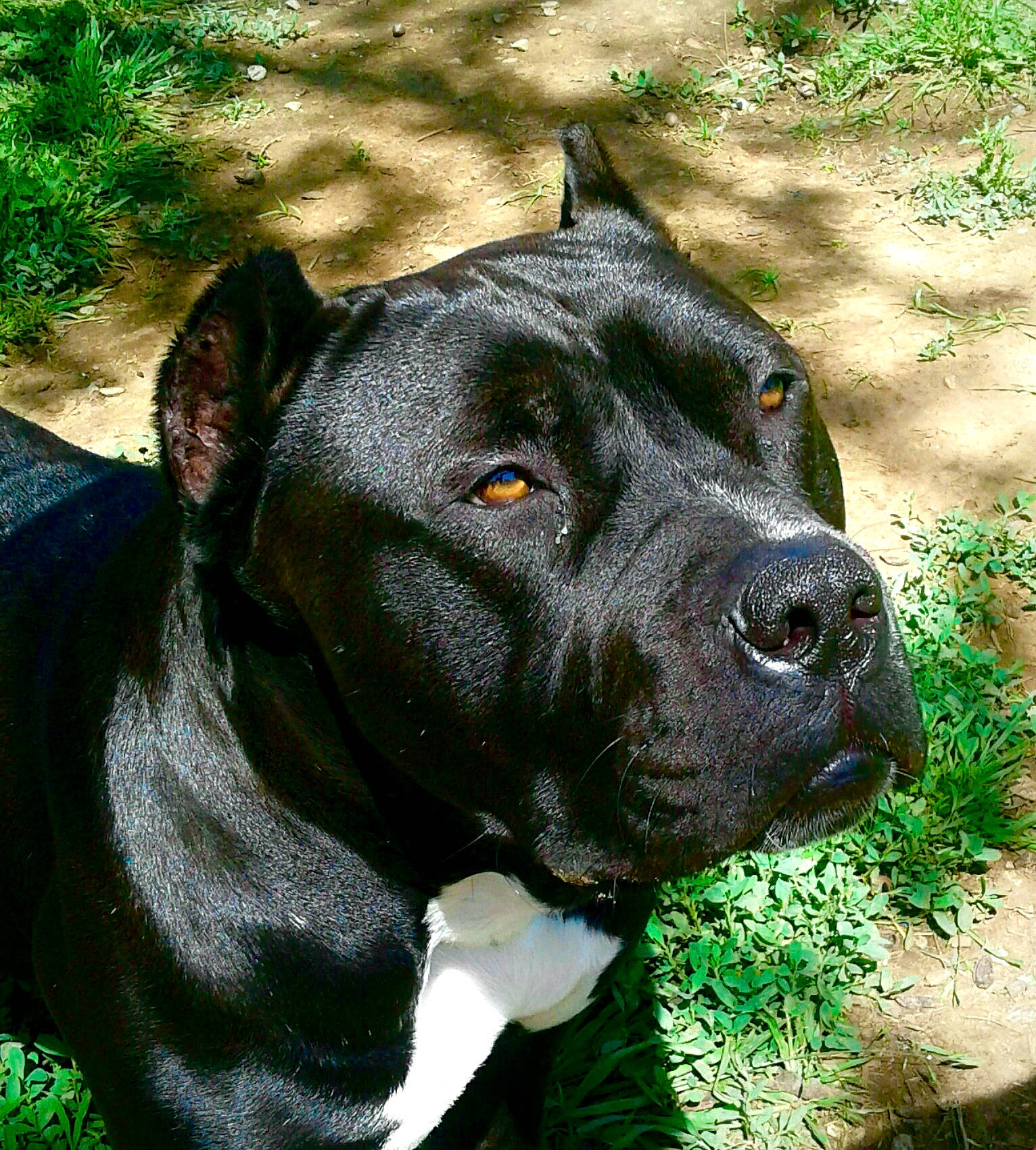 Zeus joined the competition — help win amazing prizes! borador, carnivore, collar, companion_dog, dog, dog_breed, dog_collar, fawn, grass, green, guard_dog, molosser, pet_supply, plant, snout, sporting_group, terrestrial_animal, whiskers, working_animal, working_dog