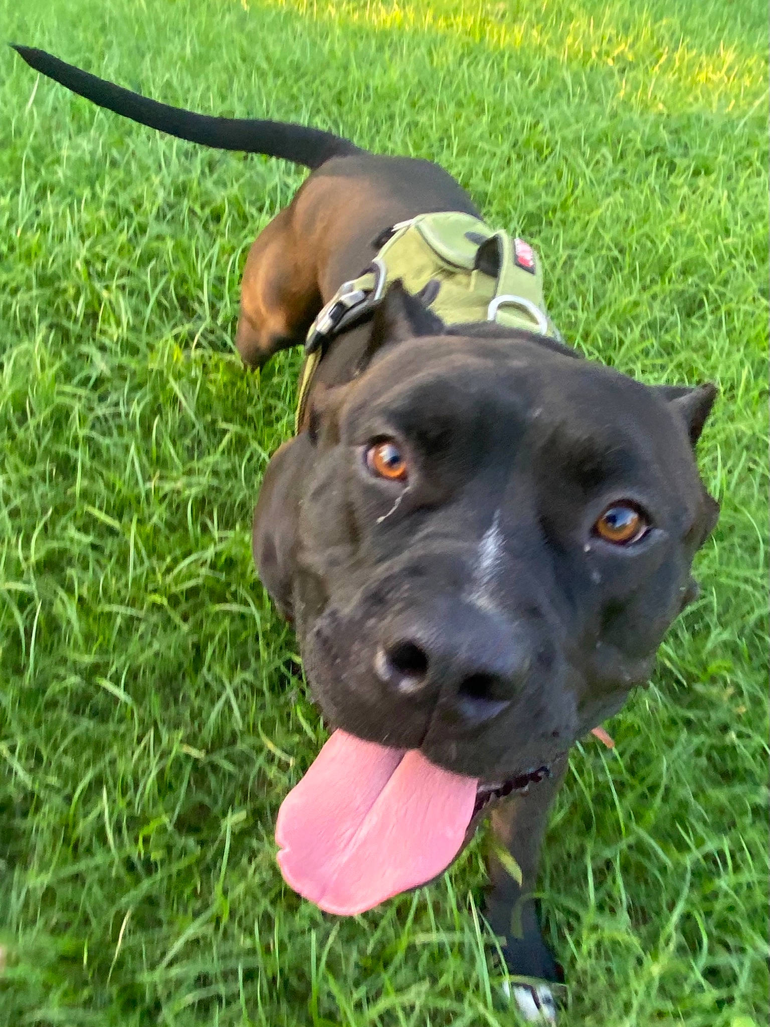 Zeus is registered to the contest to win money with this photo: borador, canidae, carnivore, collar, companion_dog, dog, dog_breed, dog_collar, fashion_accessory, fawn, grass, gun_dog, liver, personal_protective_equipment, plant, pointing_breed, snout, sporting_group, whiskers, working_animal