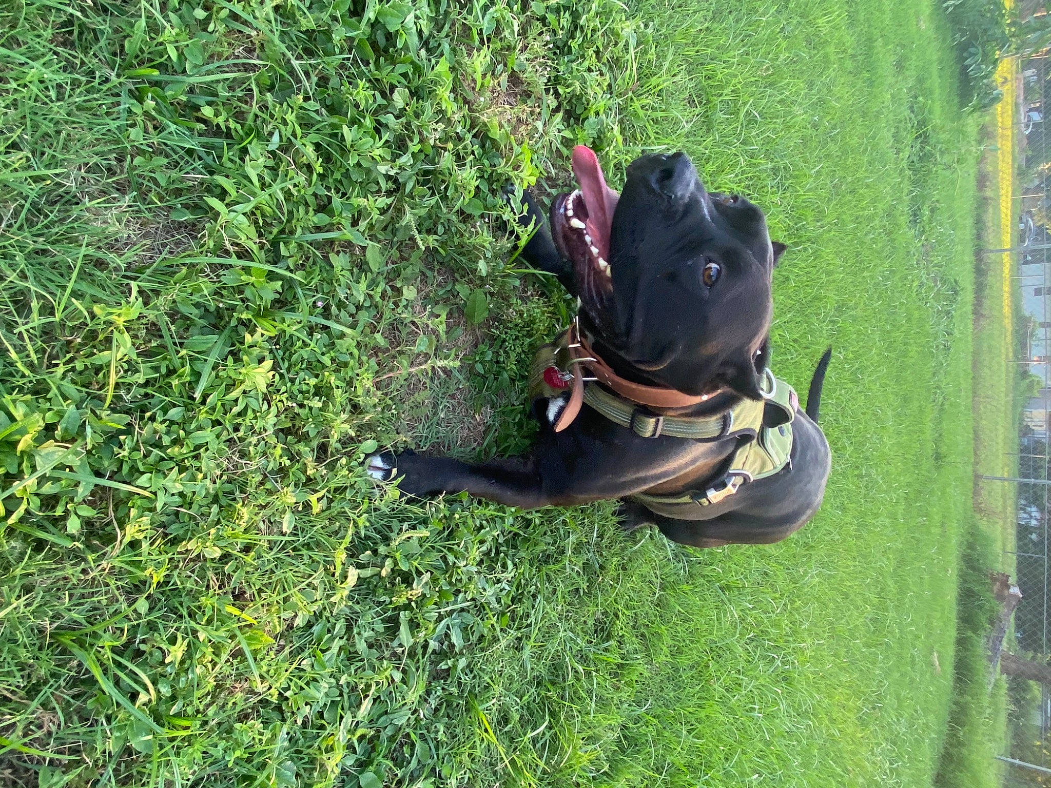 Zeus joined the competition — help win amazing prizes! canidae, carnivore, collar, companion_dog, dog, dog_breed, fashion_accessory, fawn, grass, grass_family, groundcover, lawn, leash, personal_protective_equipment, pet_supply, plant, shrub, sporting_group, tail, working_animal