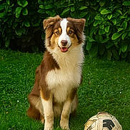 Marley a rejoint le concours — aidez-le/la à gagner de superbes lots ! dog, brown_and_white, sitting, grass, soccer_ball, outdoor, greenery, hedge, pet, animal, playful, fur, canine, nature, leafy, friendly, portrait, smiling, daylight, park