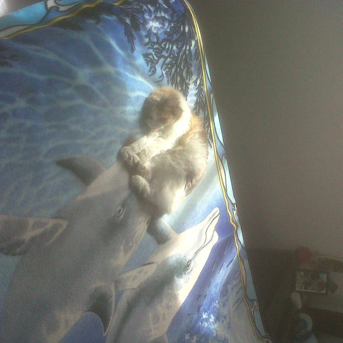 Lisie participe au concours pour gagner de l'argent avec cette photo : animal, animal_portrait, bedspread, blanket, blue, cat, comfort, cozy, cute, dolphins, fabric, feline, furniture, home, indoor, pattern, pet, resting, sleeping, soft_lighting