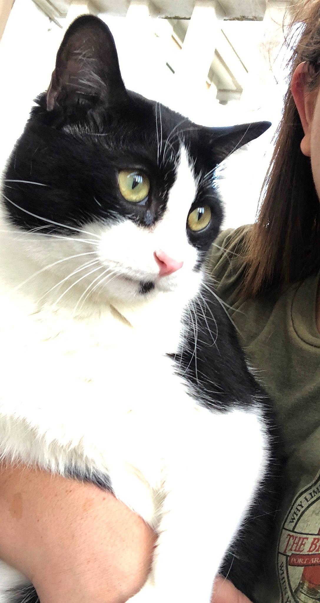 Charley joined the competition — help win amazing prizes! carnivore, cat, claw, comfort, domestic_short_haired_cat, eyewear, felidae, fur, gesture, iris, paw, small_to_medium_sized_cats, snout, whiskers