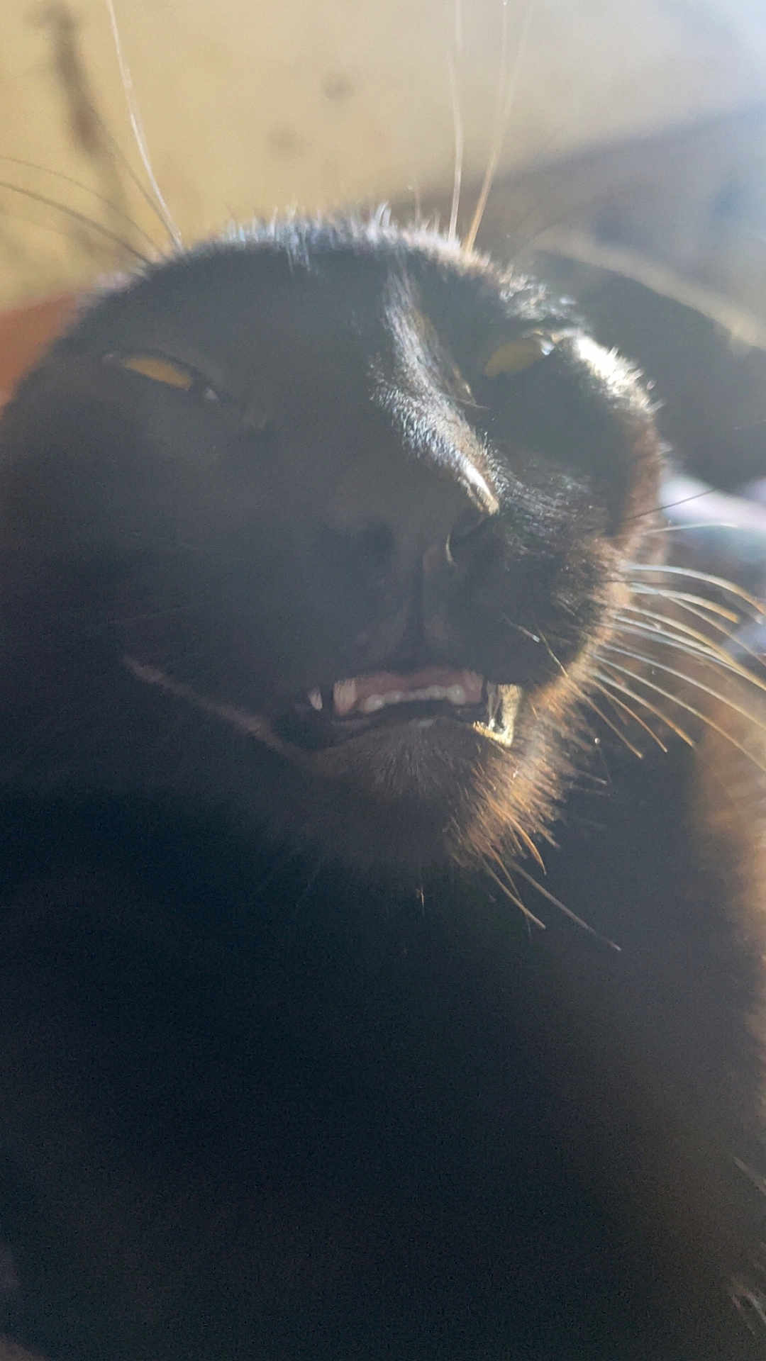 Odin