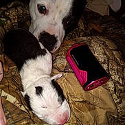 Zara Linn joined the competition — help win amazing prizes! dog, puppy, newborn, sleeping, animal, black_and_white, fur, closeup, blanket, camo, indoor, pet, curious, resting, face, snout, nose, pink, device, companion