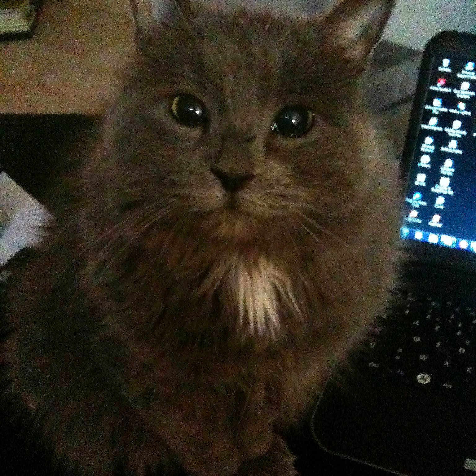 Bonnie