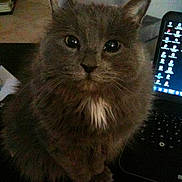 Bonnie participe au concours pour gagner de l'argent avec cette photo :