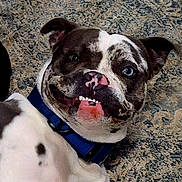 Gator joined the competition — help win amazing prizes! animal, black_fur, blue_collar, brown_fur, carpet, close_up, cute, dog, ears, expression, face, indoor, lying_down, mischievous, pet, playful, smiling, teeth, tongue, white_fur