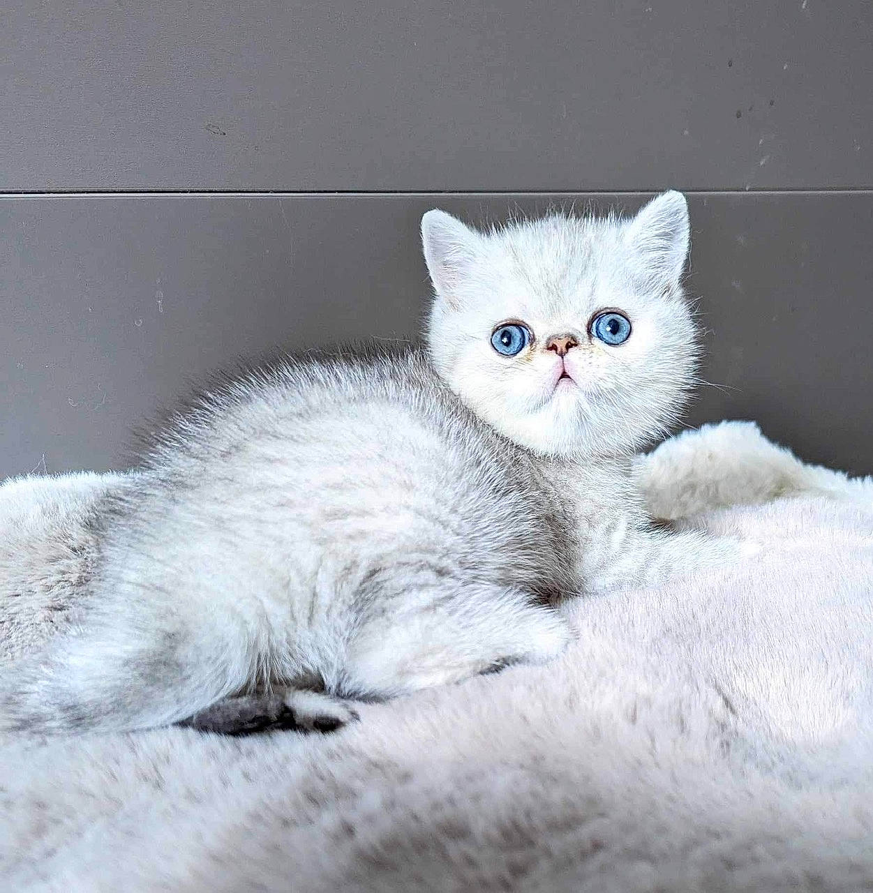 Arès participe au concours pour gagner de l'argent avec cette photo : carnivore, cat, cat_supply, claw, comfort, domestic_short_haired_cat, eye, felidae, fur, grey, paw, sitting, small_to_medium_sized_cats, tail, whiskers, window