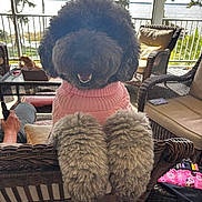 Phoebe is registered to the contest to win money with this photo: dog, black_dog, pink_sweater, fluffy_paws, wicker_chair, porch, outdoor, lake, cushioned_chair, sunlight, smiling_dog, pet, cozy, relaxing, furniture, nature, trees, water, happy, animal