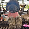 dog, black_dog, pink_sweater, fluffy_paws, wicker_chair, porch, outdoor, lake, cushioned_chair, sunlight, smiling_dog, pet, cozy, relaxing, furniture, nature, trees, water, happy, animal