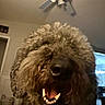 Phoebe joined the competition — help win amazing prizes! dog, indoor, ceiling_fan, mouth_open, teeth, fluffy, fur, pet, animal, closeup, living_room, home, canine, brown, cute, portrait, happy, household, domestic, friendly