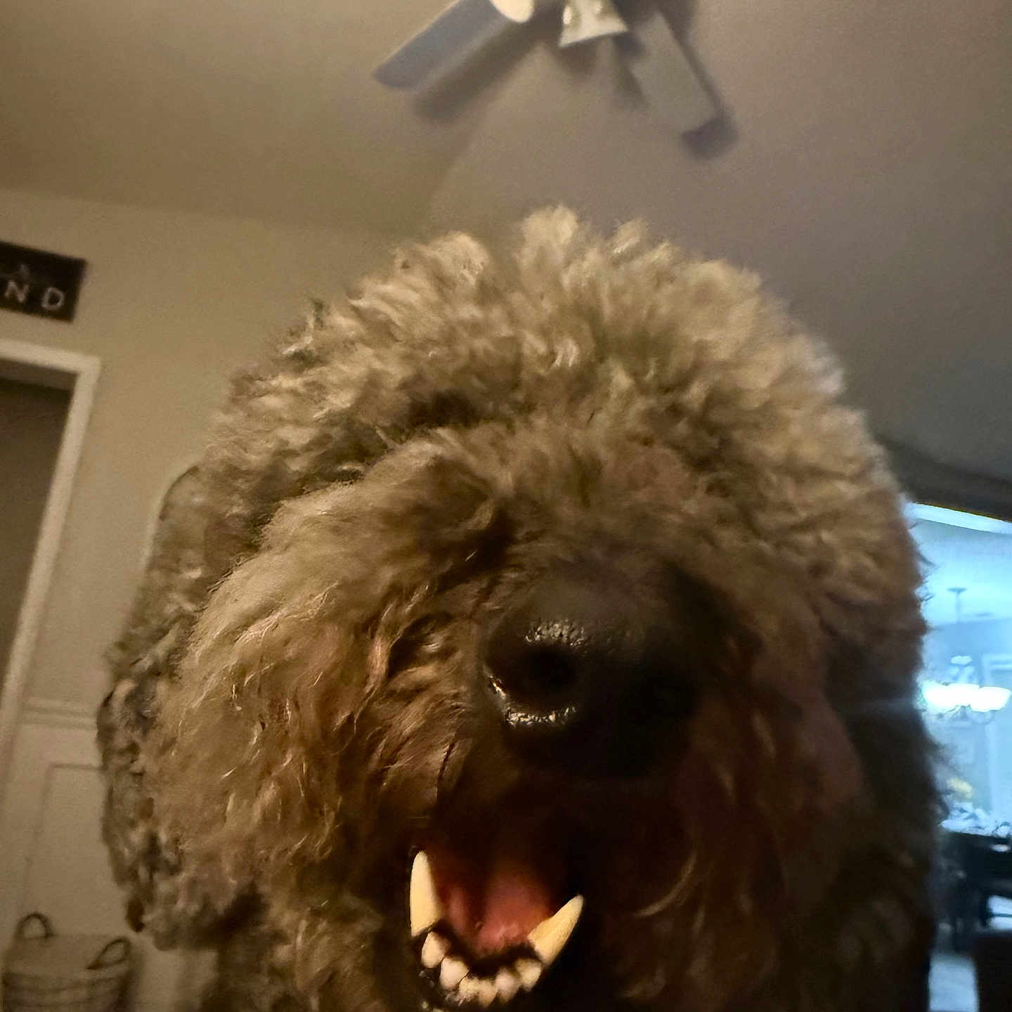 Phoebe joined the competition — help win amazing prizes! dog, indoor, ceiling_fan, mouth_open, teeth, fluffy, fur, pet, animal, closeup, living_room, home, canine, brown, cute, portrait, happy, household, domestic, friendly