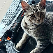 Boo joined the competition — help win amazing prizes! cat, tabby_cat, toy_gun, black_table, wicker_furniture, woven_rug, indoor, pet, curious, animal, feline, striped, whiskers, ears, paws, relaxed, closeup, domestic_cat, tabletop, orange_tip