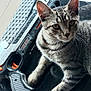 cat, tabby_cat, toy_gun, black_table, wicker_furniture, woven_rug, indoor, pet, curious, animal, feline, striped, whiskers, ears, paws, relaxed, closeup, domestic_cat, tabletop, orange_tip